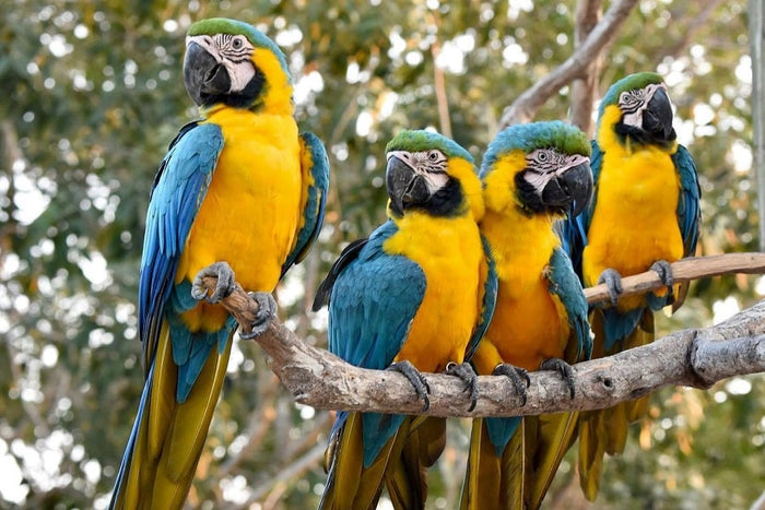 Aviario Nacional de Colombia